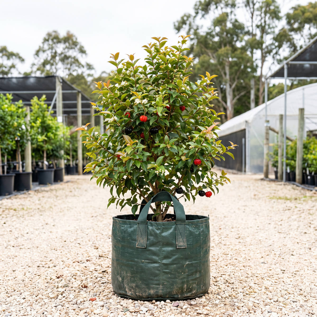 Brazilian Cherry - Eugenia uniflora