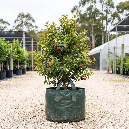 Brazilian Cherry - Eugenia uniflora
