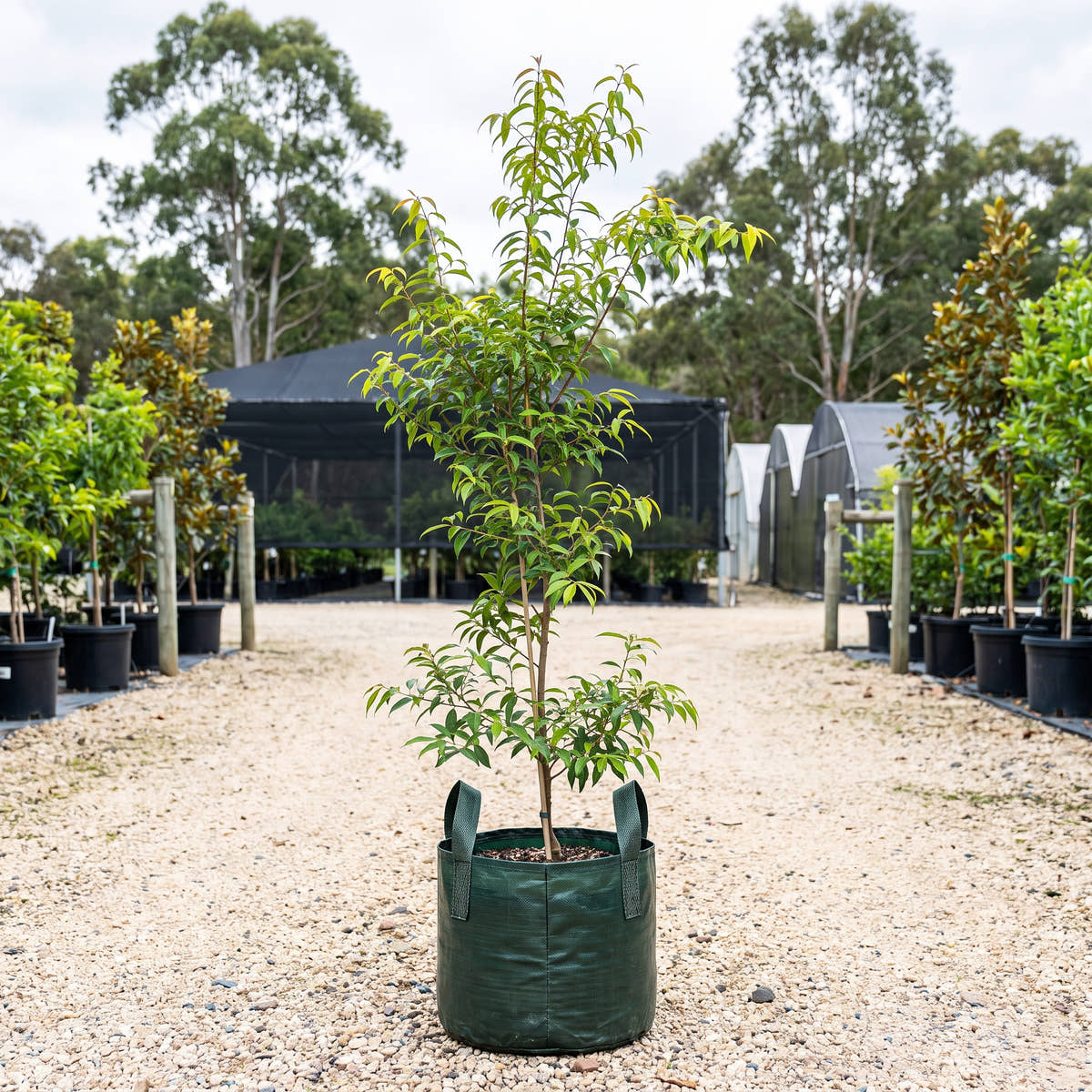 Aniseed Myrtle - Backhousia anisata