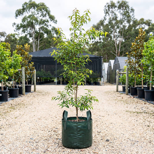 Aniseed Myrtle - Backhousia anisata