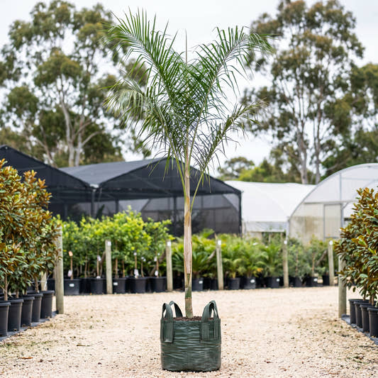 Dypsis ambositrae