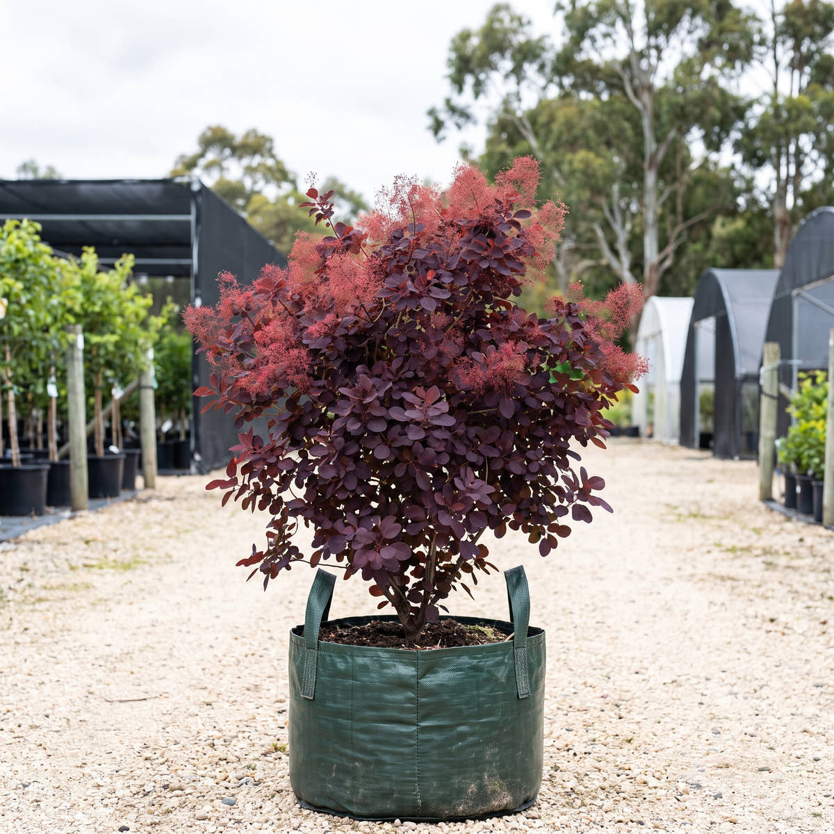 Royal Purple Smoke Bush - Cotinus coggygria ‘Royal Purple’