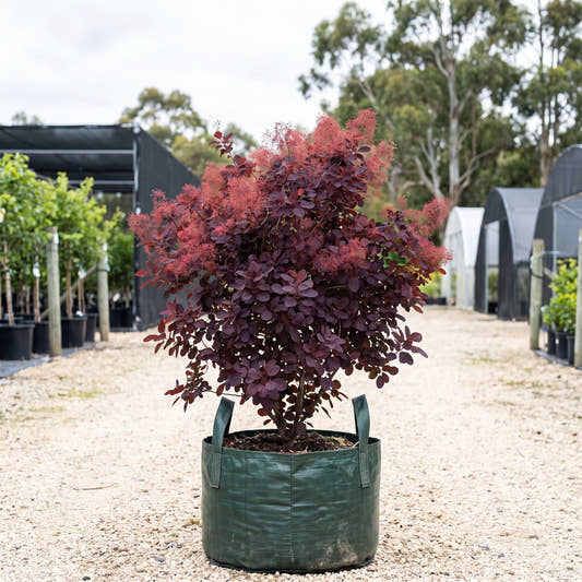 Royal Purple Smoke Bush - Cotinus coggygria ‘Royal Purple’