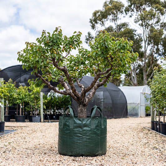 Early Moorpark Apricot - Prunus armeniaca ‘Early Moorpark’