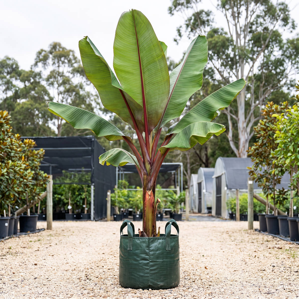 Abyssinian Banana - Ensete ventricosum