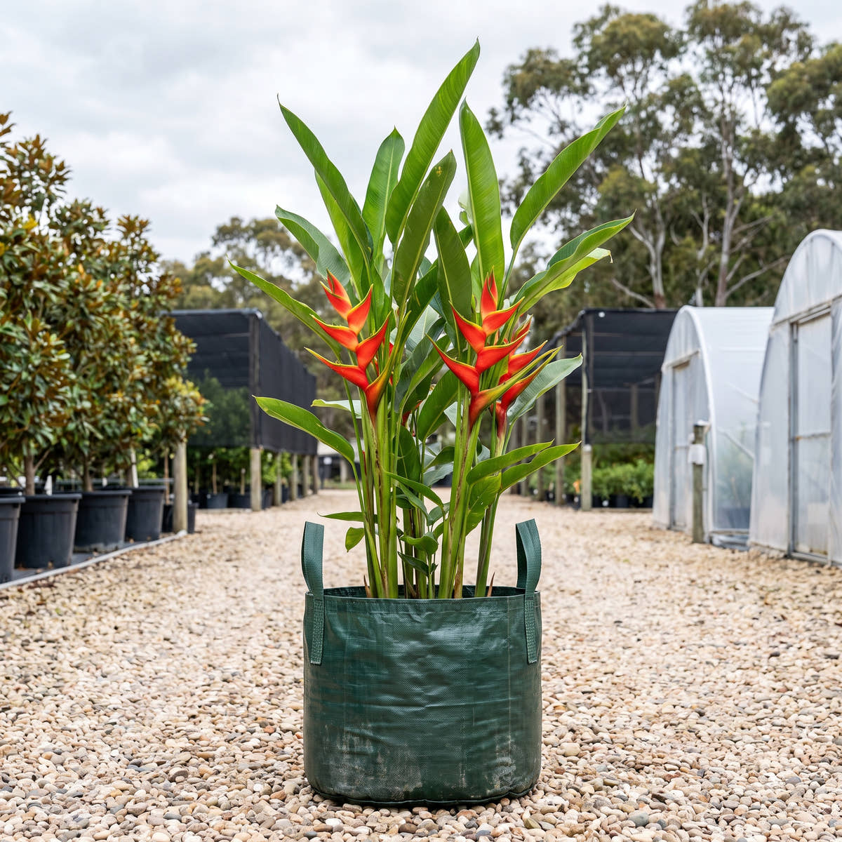 Heliconia bihai ‘Hong Kong Claw’