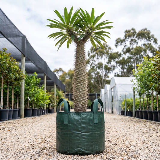Madagascar Palm - Pachypodium lamerei