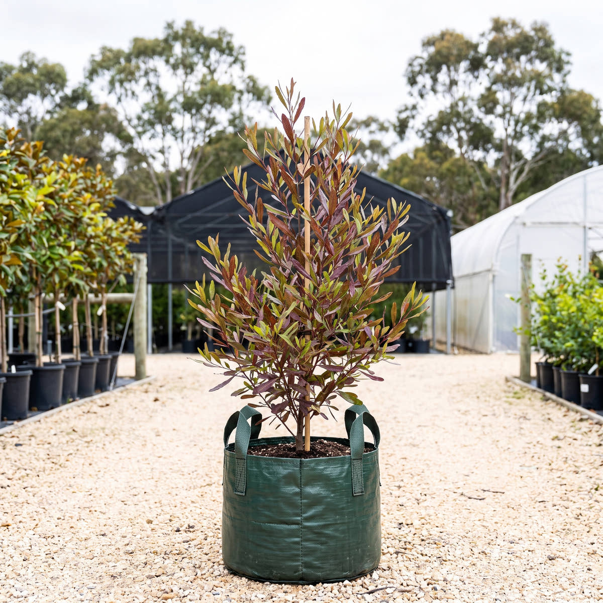 Purple Hop Bush - Dodonaea viscosa ‘Purpurea’