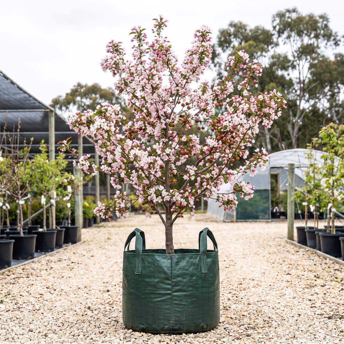 Chinese Flowering Crab Apple - Malus spectabilis