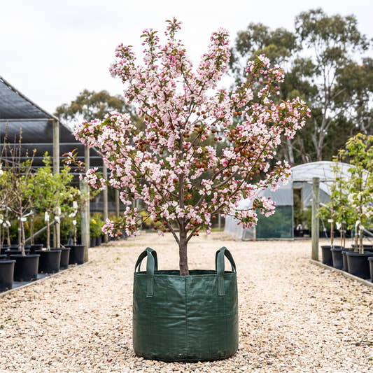 Chinese Flowering Crab Apple - Malus spectabilis