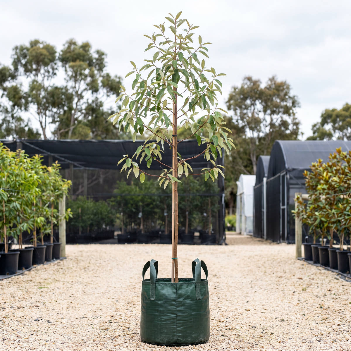 Red Ash - Alphitonia excelsa
