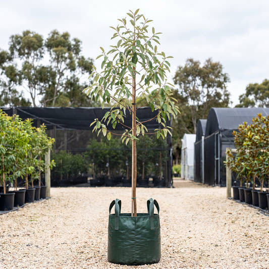 Red Ash - Alphitonia excelsa
