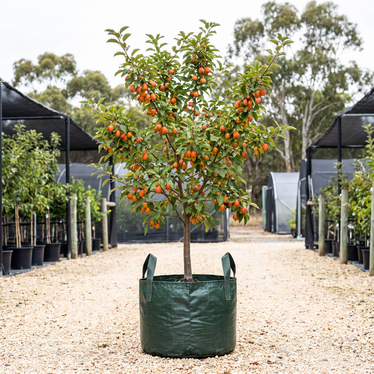 John Downie Crabapple - Malus ‘John Downie’