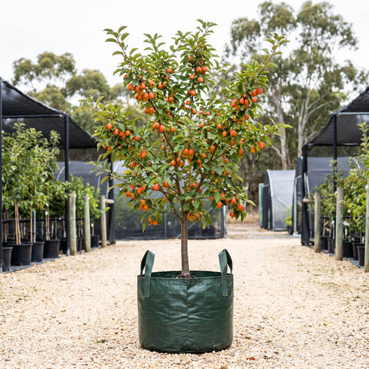 John Downie Crabapple - Malus ‘John Downie’