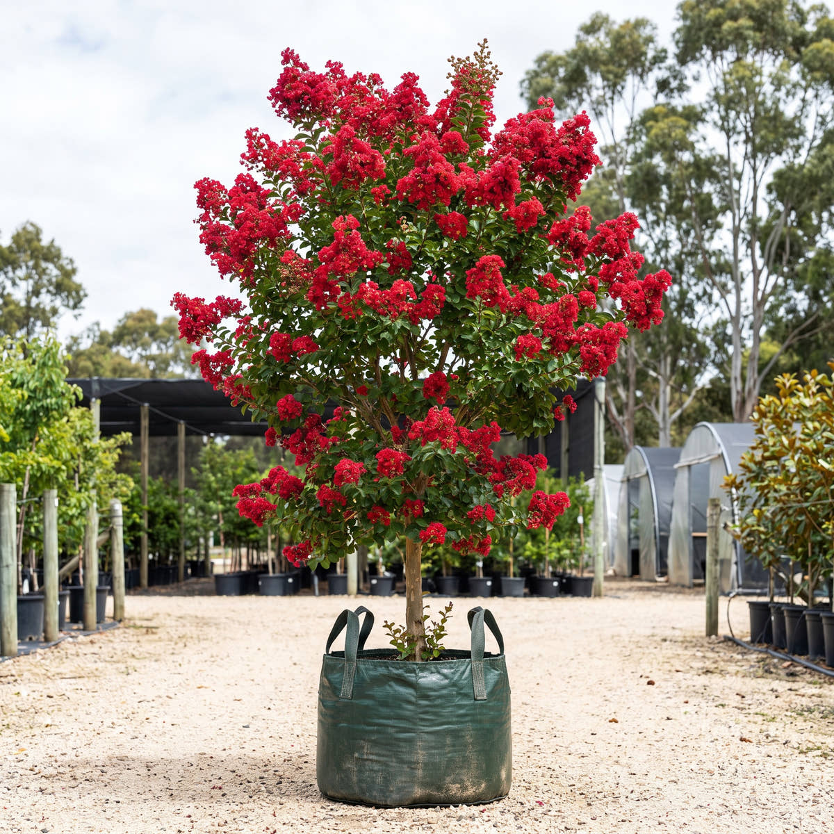 Red Magic Crepe Myrtle - Lagerstroemia indica ‘Red Magic’