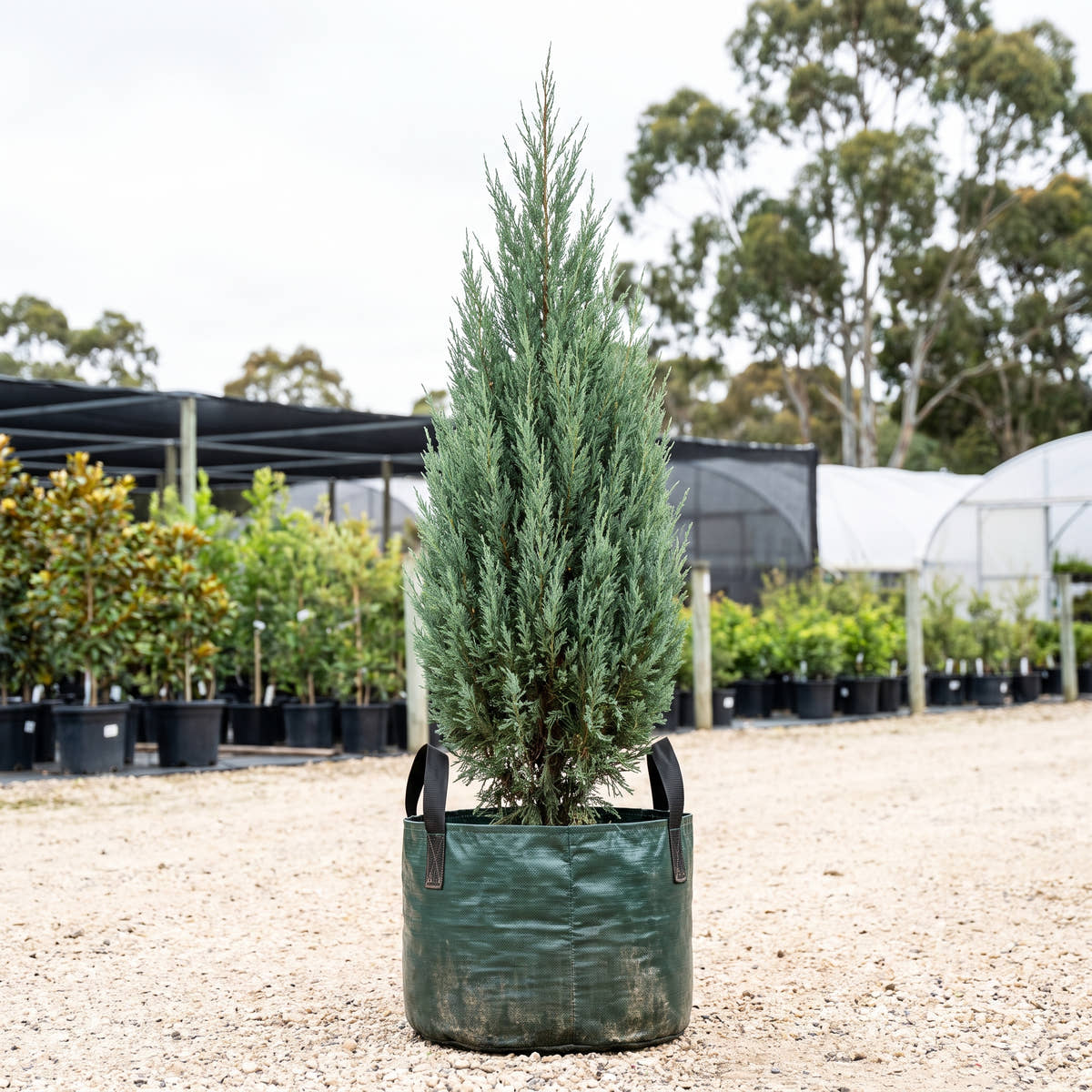 Little Spire Juniper - Juniperus communis ‘Little Spire’