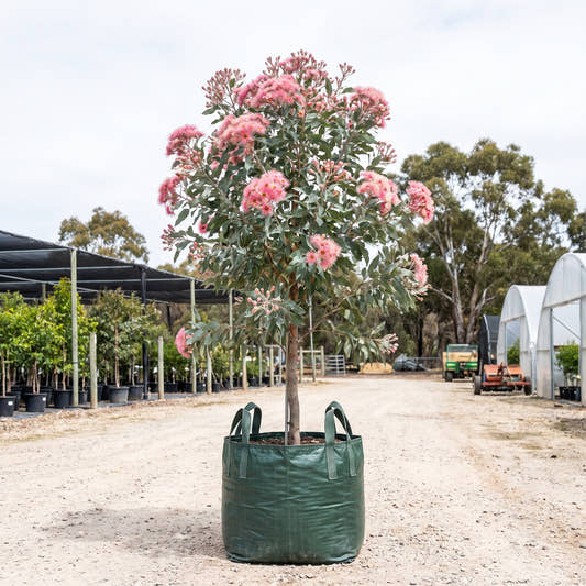 Fairy Floss Flowering Gum - Corymbia ficifolia ‘Fairy Floss’