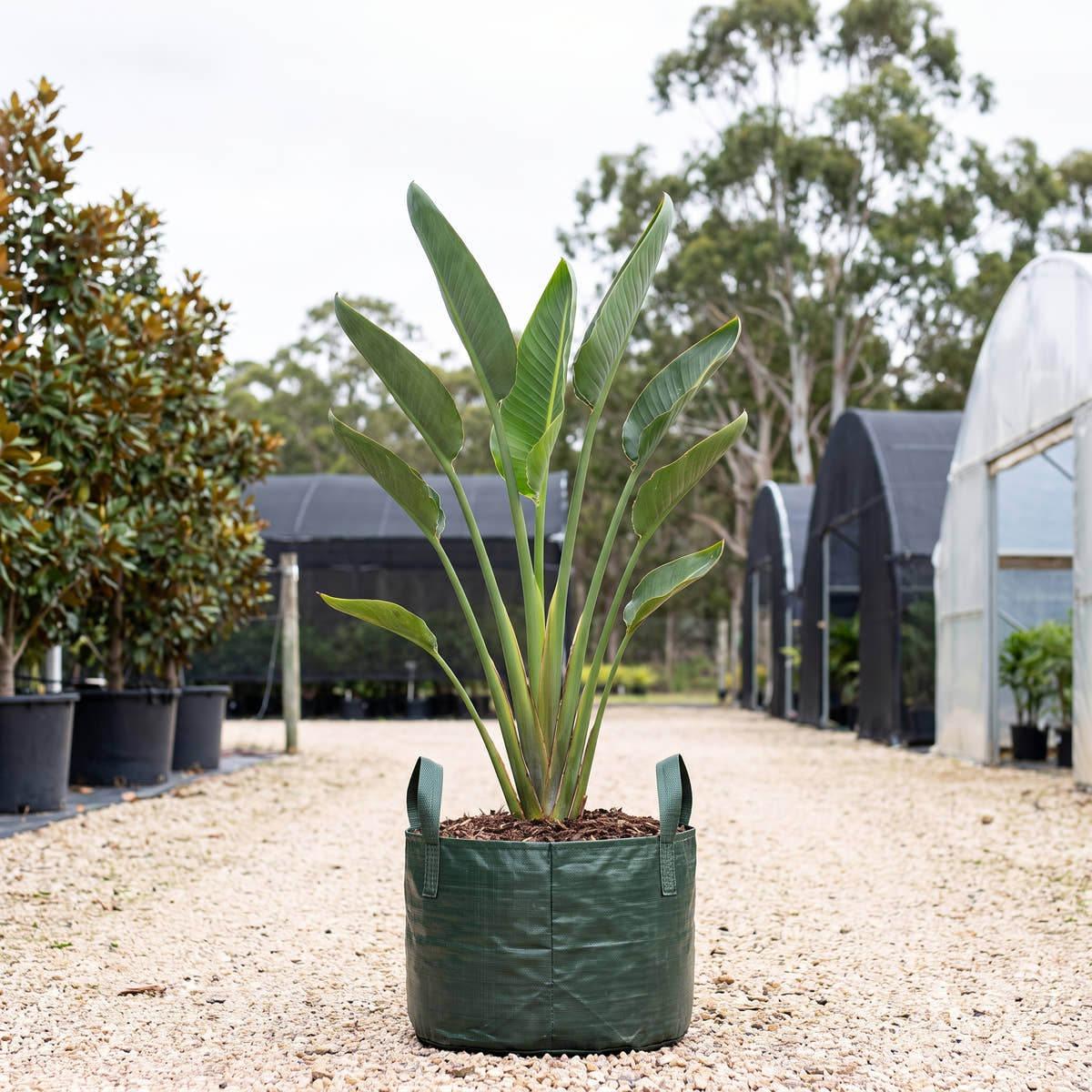 Bird of Paradise - Strelitzia reginae