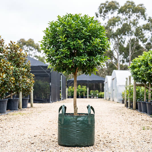 Orange Jessamine (Standard) - Murraya paniculata