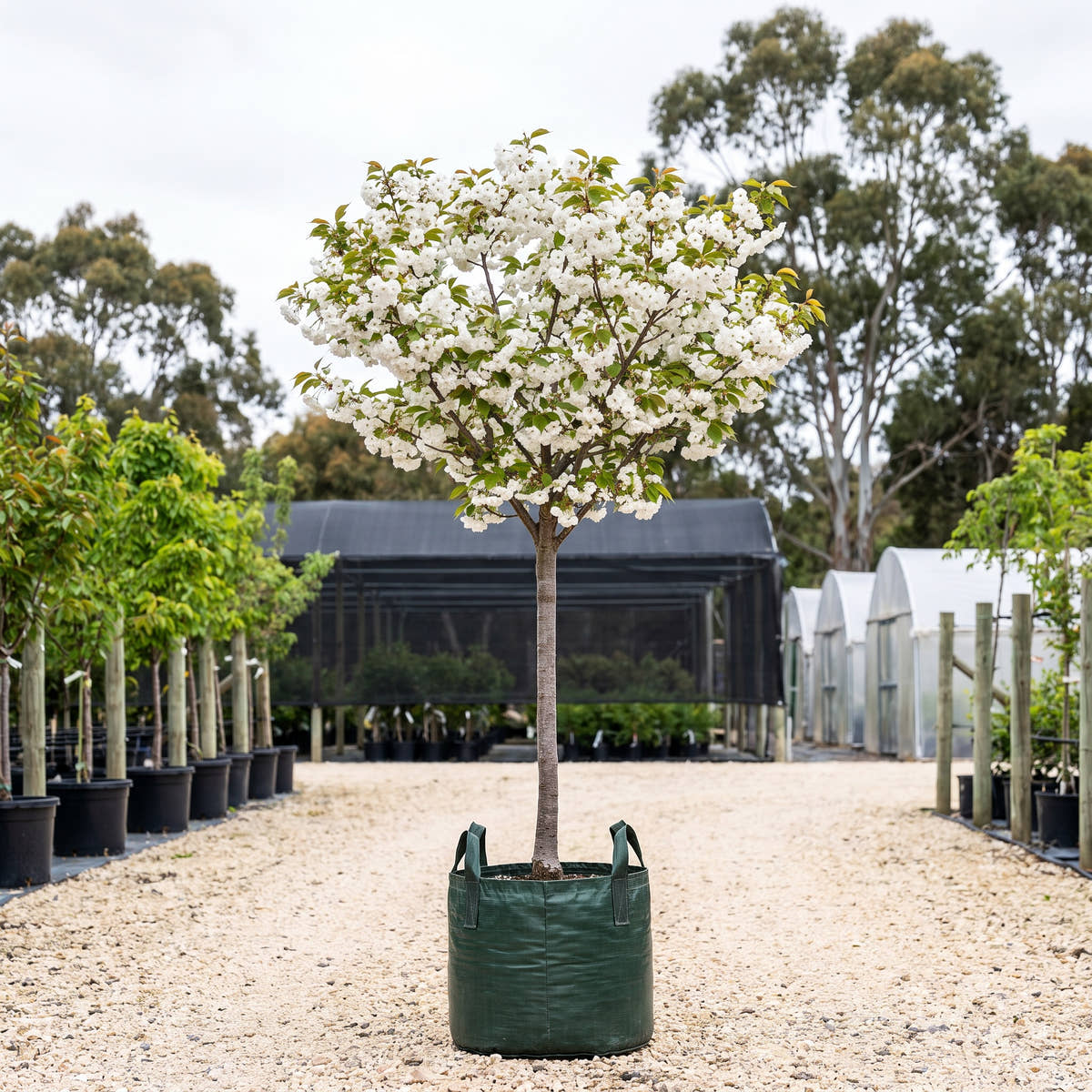 Mount Fuji Flowering Cherry (Standard) - Prunus serrulata ‘Shirotae’