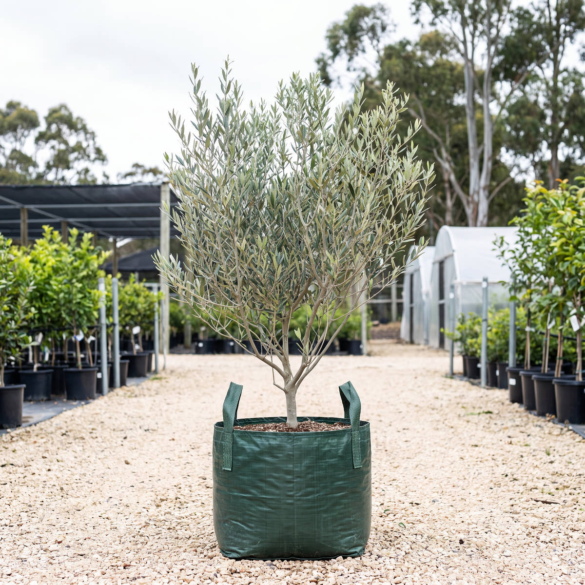 Coratina Olive - Olea europaea ‘Coratina’