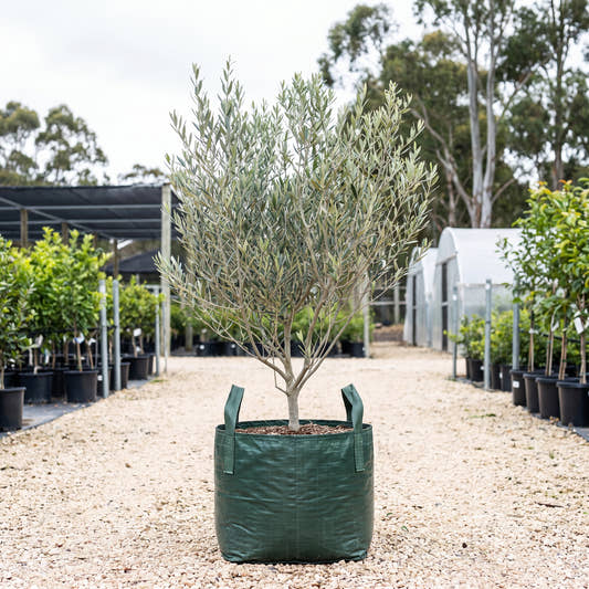 Coratina Olive - Olea europaea ‘Coratina’