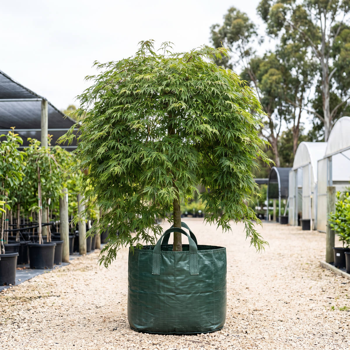Green Cascade Full Moon Maple - Acer japonicum ‘Green Cascade’