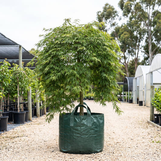 Green Cascade Full Moon Maple - Acer japonicum ‘Green Cascade’