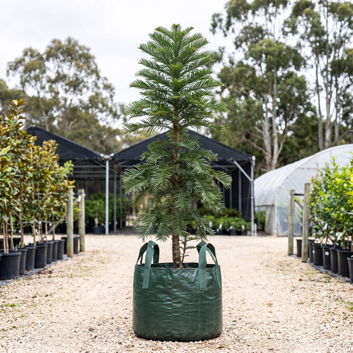 Wollemi Pine - Wollemia nobilis