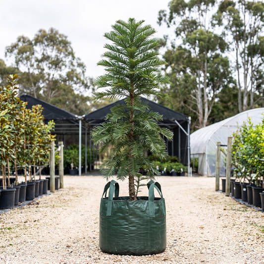 Wollemi Pine - Wollemia nobilis