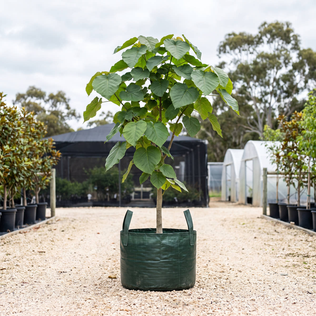 Ficus umbellata