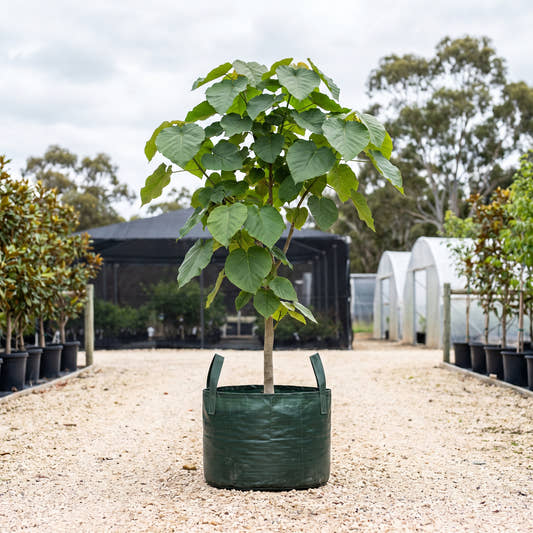 Ficus umbellata