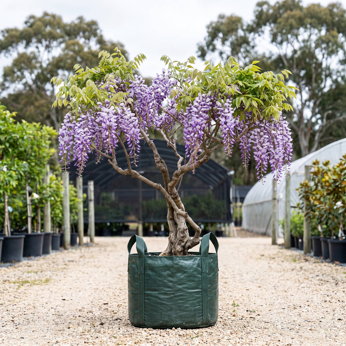 Assorted Wisteria - Wisteria spp.