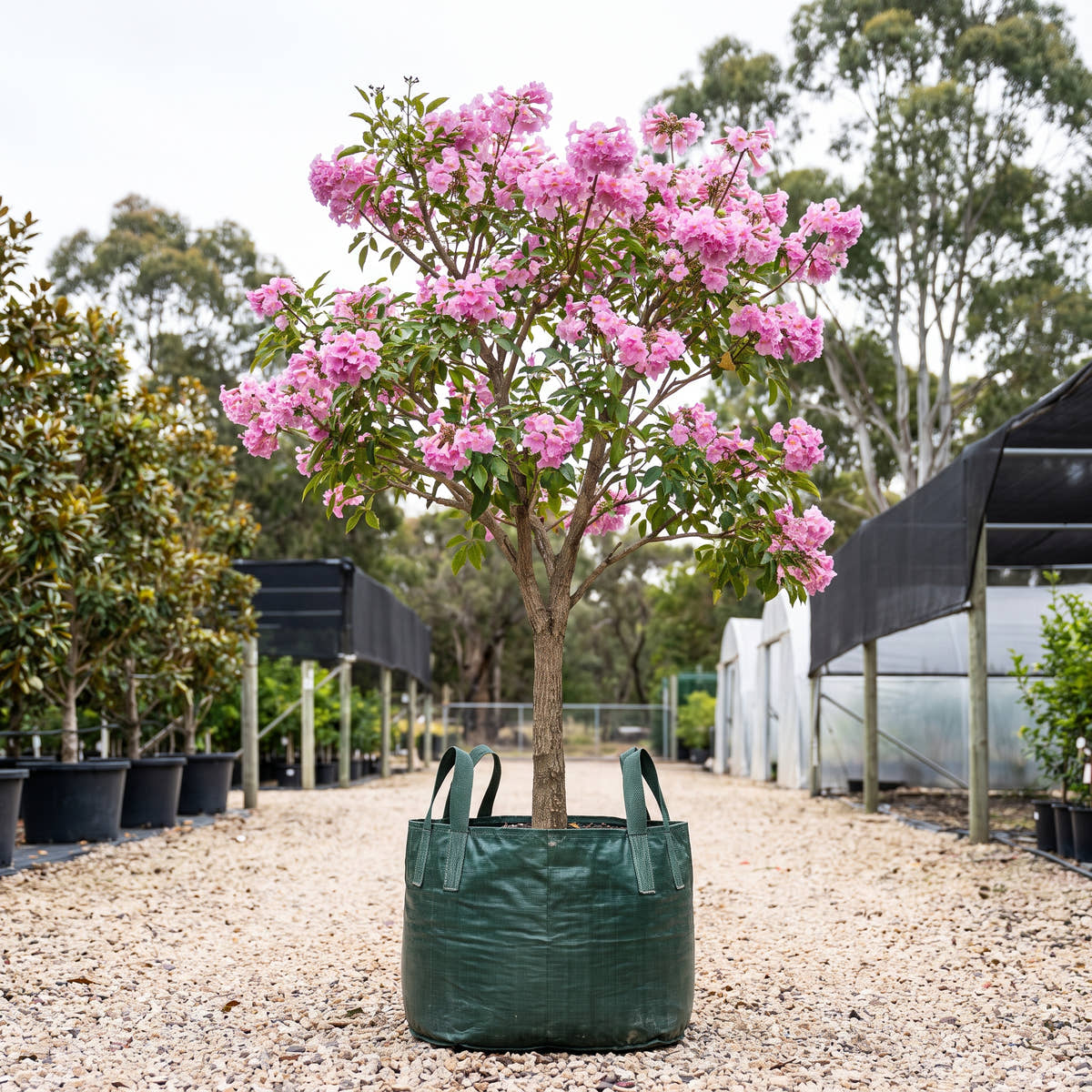 Cheerleader Pink Trumpet Tree - Tabebuia impetiginosa ‘Cheerleader’