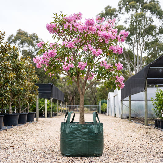 Cheerleader Pink Trumpet Tree - Tabebuia impetiginosa ‘Cheerleader’