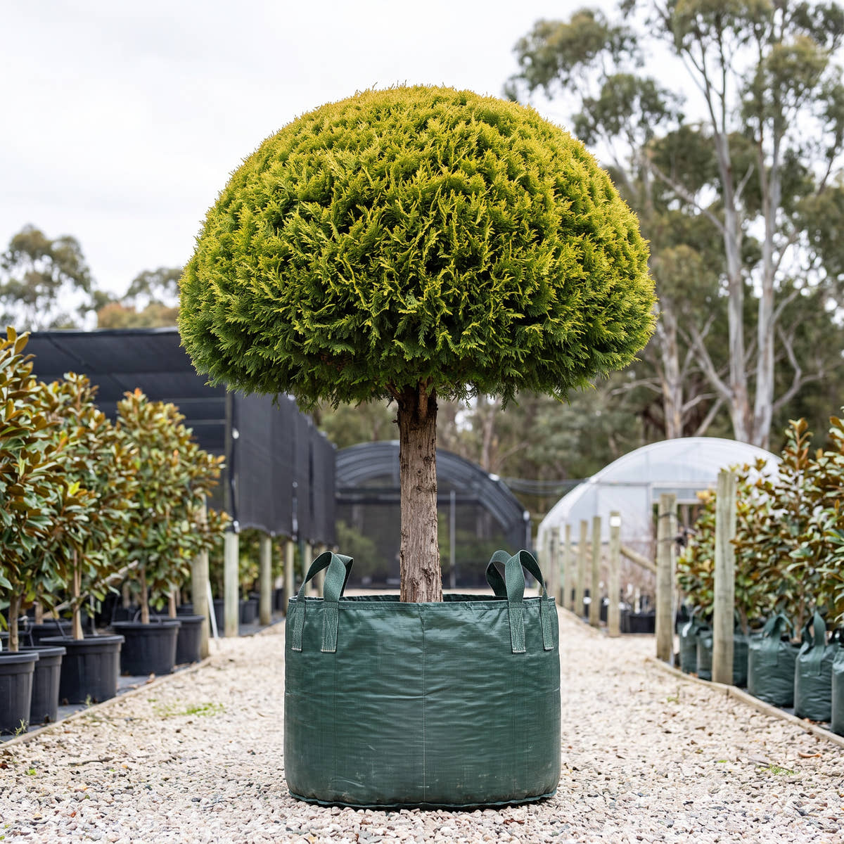 Bhutan Cypress (Topiary Mushroom) - Cupressus torulosa