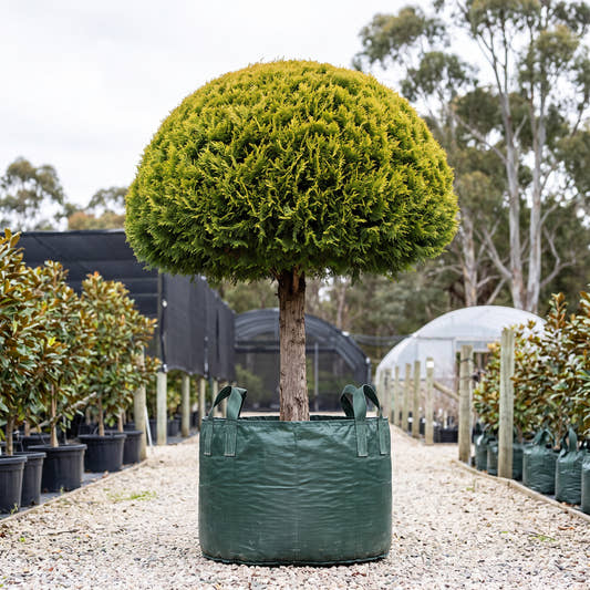 Bhutan Cypress (Topiary Mushroom) - Cupressus torulosa