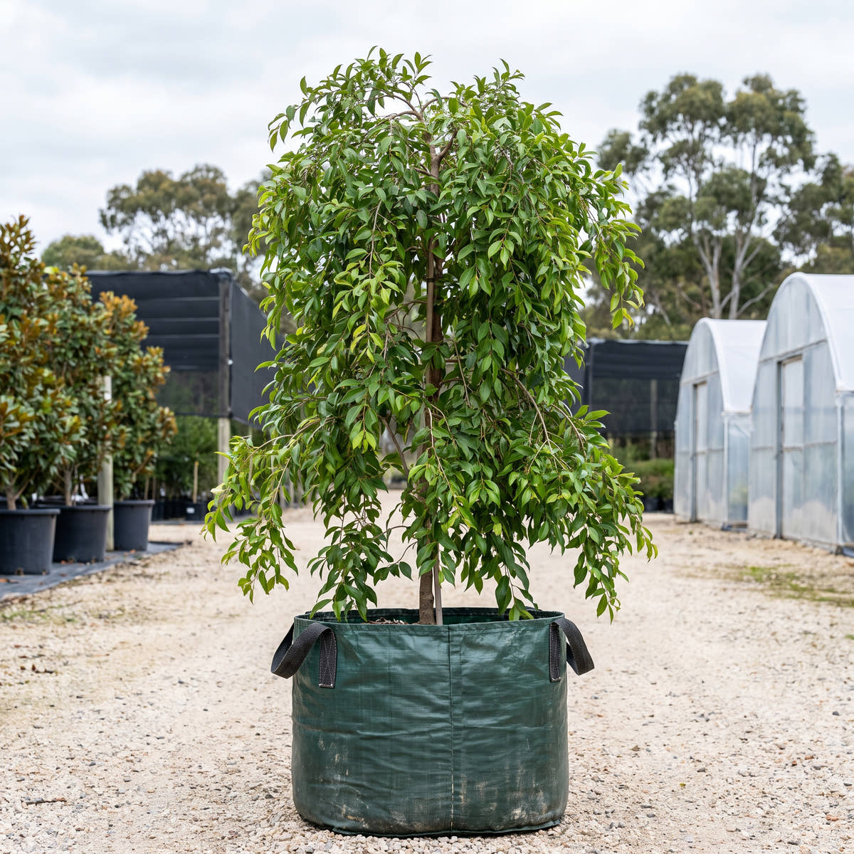 Weeping Lilly Pilly - Syzygium floribundum
