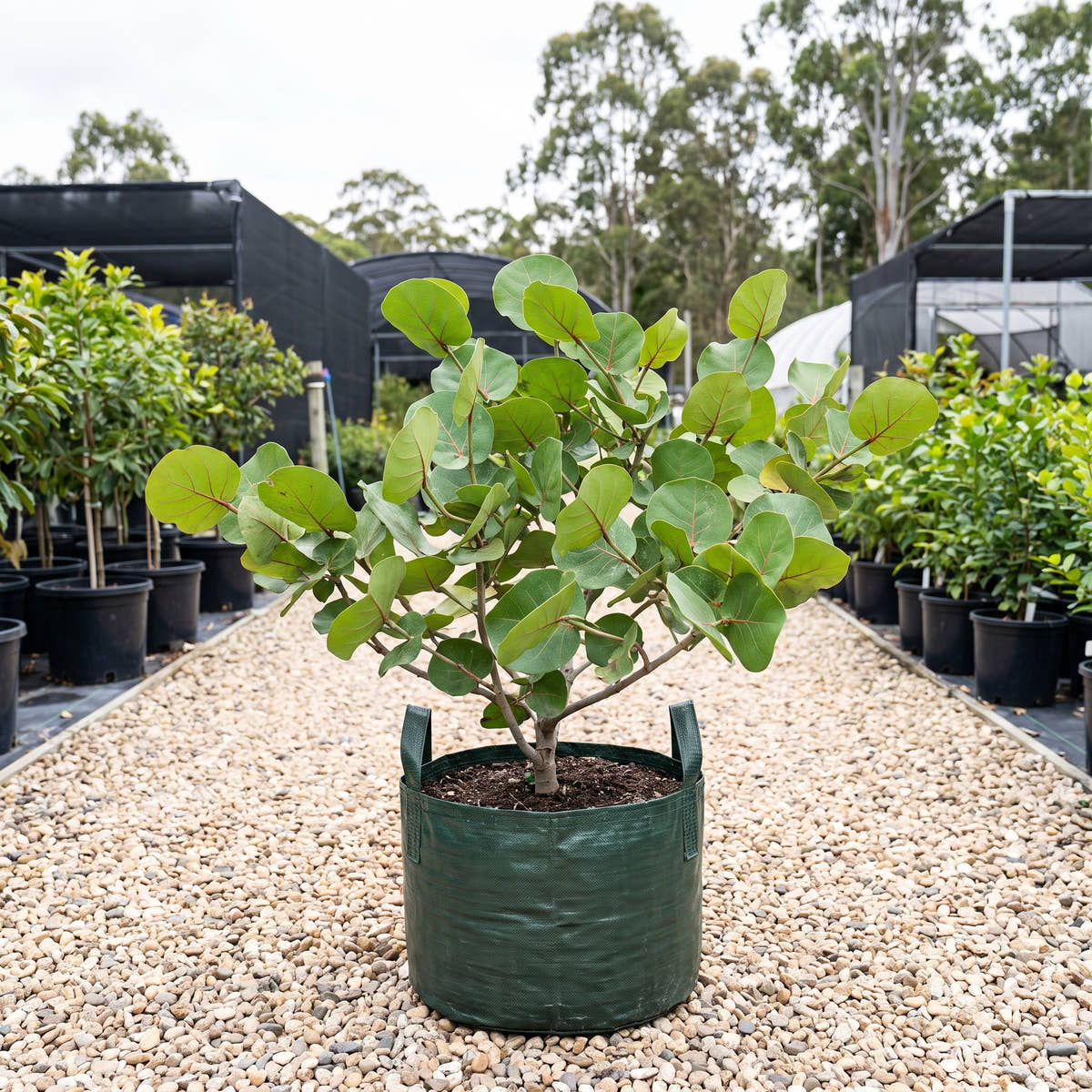 Sea Grape - Coccoloba uvifera