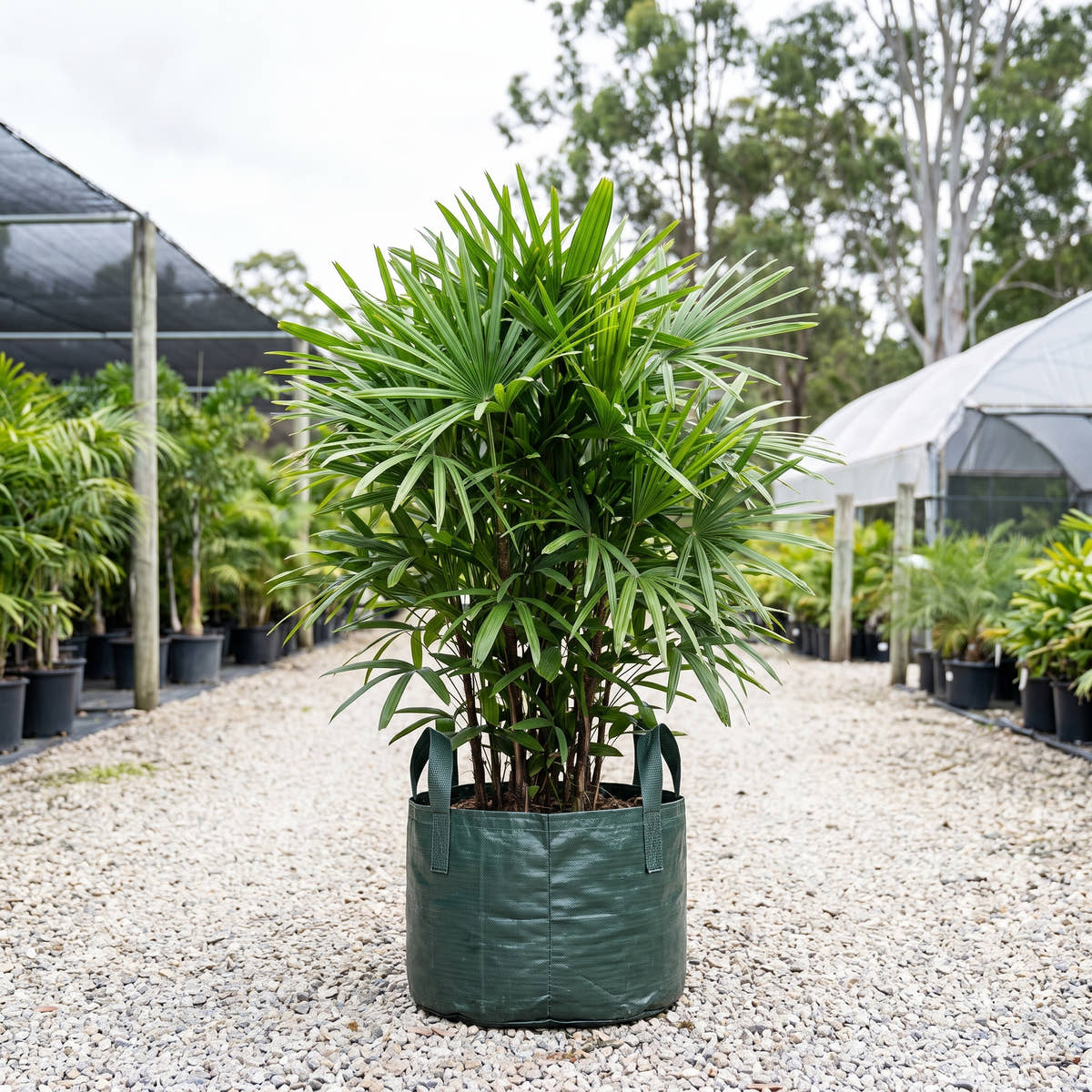Finger Palm - Rhapis multifida