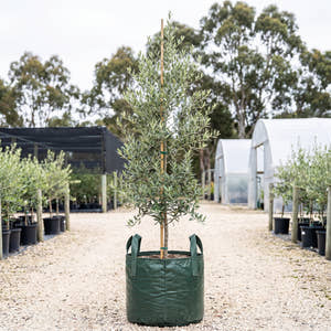 Bambalina Olive - Olea europaea ‘Bambalina’