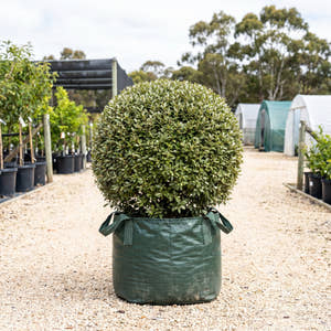 Silverberry (Ball) - Elaeagnus x ebbingei