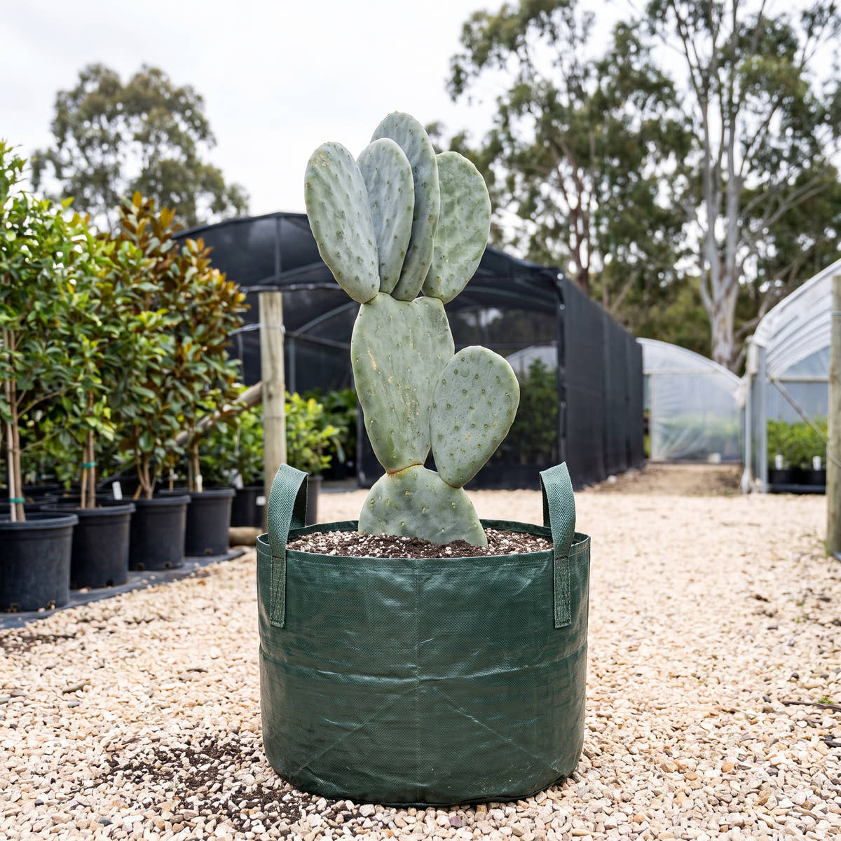 Prickly Pear - Opuntia