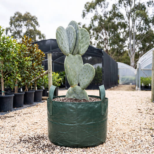 Prickly Pear - Opuntia