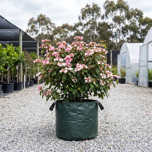 Pink Beauty Viburnum - Viburnum plicatum ‘Pink Beauty’