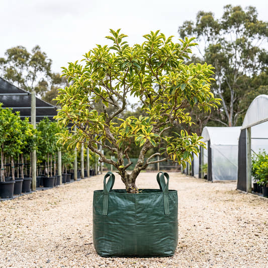 Variegated Spanish Cherry - Mimusops elengi ‘Variegata’