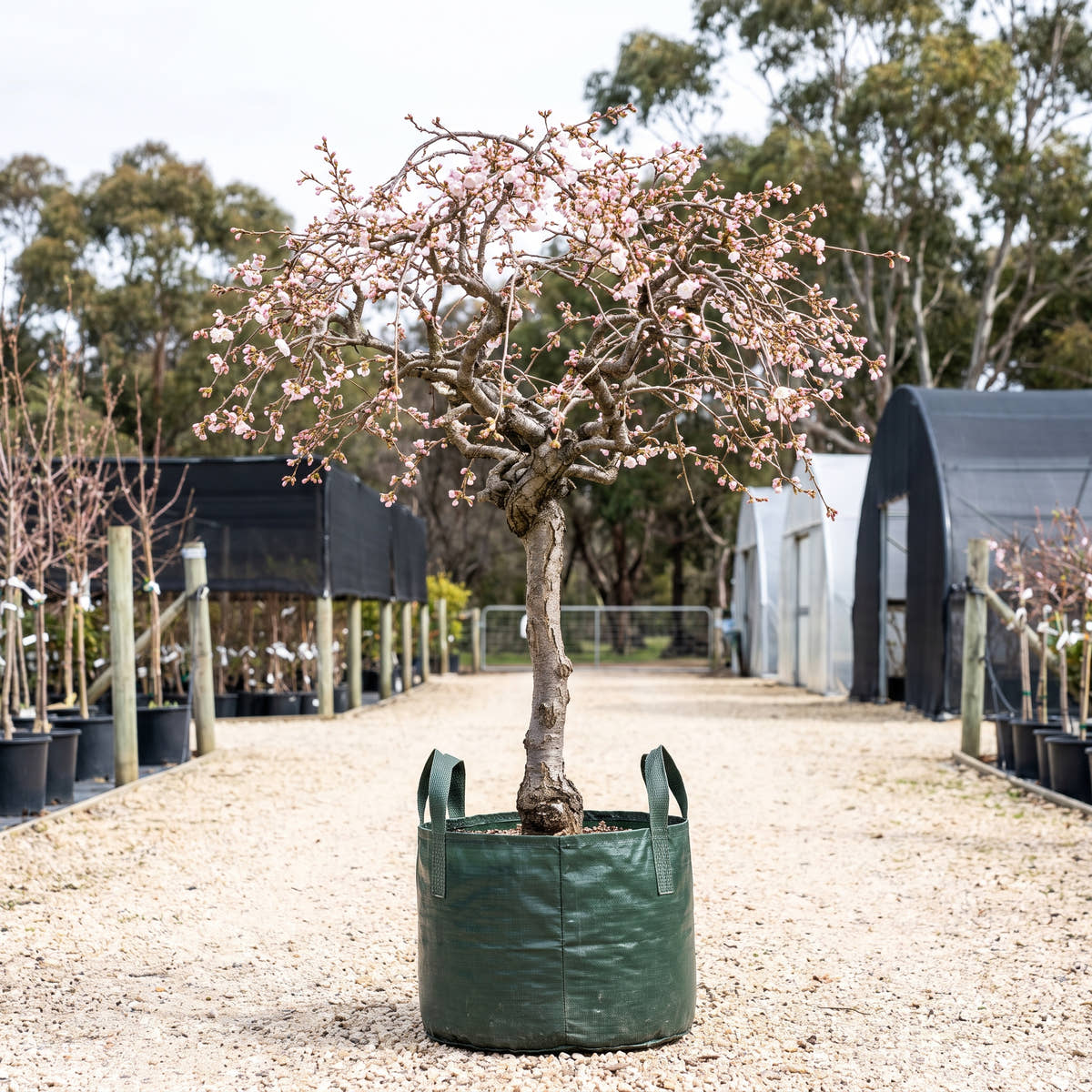 Kojo-no-mai Fuji Cherry (Standard) - Prunus incisa ‘Kojo-no-mai’