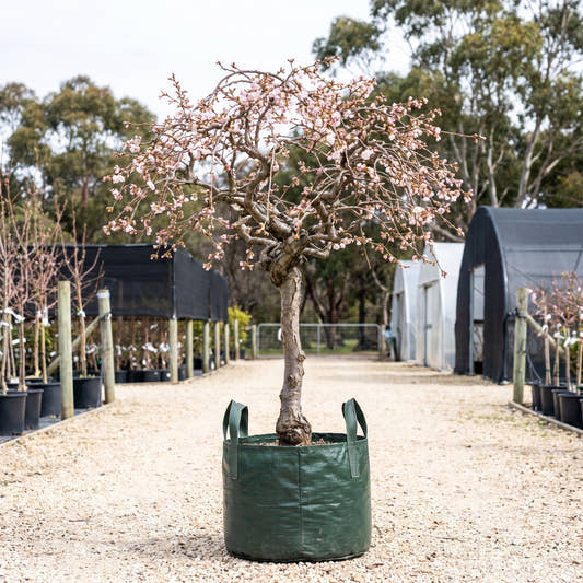 Kojo-no-mai Fuji Cherry (Standard) - Prunus incisa ‘Kojo-no-mai’