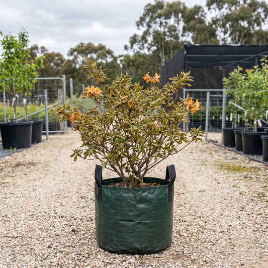 Mollis Azalea - Rhododendron molle