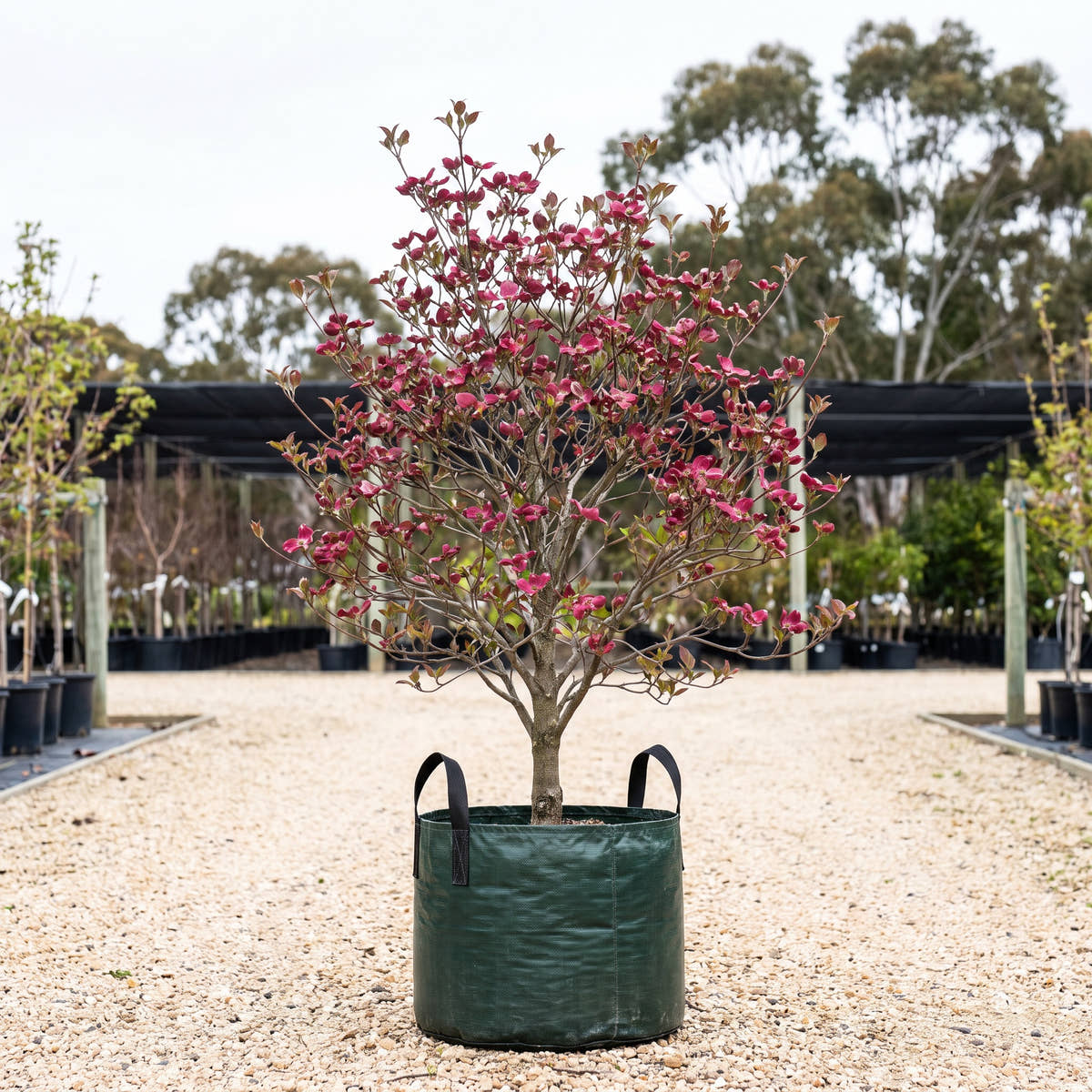 Cherokee Chief Dogwood - Cornus florida ‘Cherokee Chief’